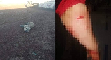 Urfa'da 4 Kişi Kuduz Köpekler Tarafından Isırıldı