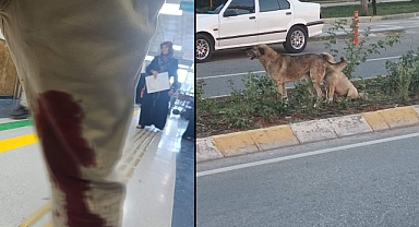 Urfa’da Bir Şahıs Sokak Köpekleri Tarafından Saldırıya Uğradı!