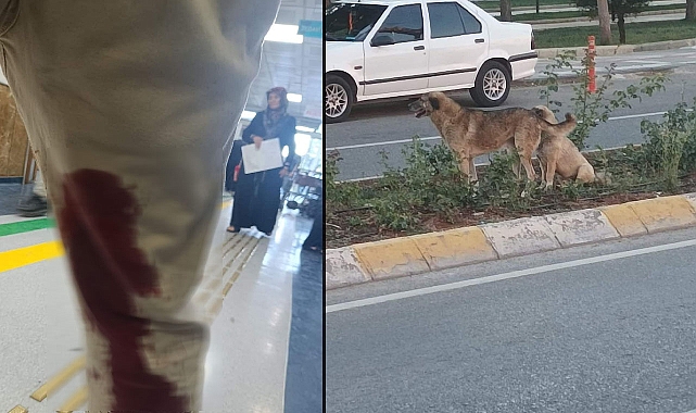 Urfa’da Bir Şahıs Sokak Köpekleri Tarafından Saldırıya Uğradı!