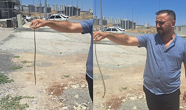 Urfa'da Bu Mahallenin Başı Yılanlar İle Dertte