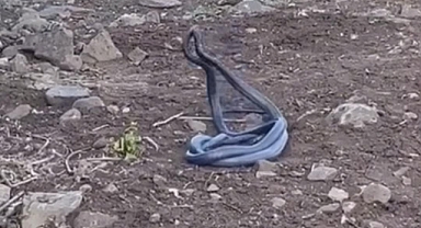 Urfa'da Dev Yılanların Dansı! 