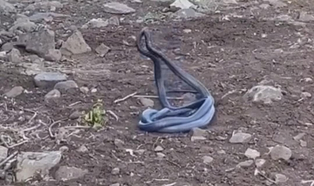 Urfa'da Dev Yılanların Dansı!