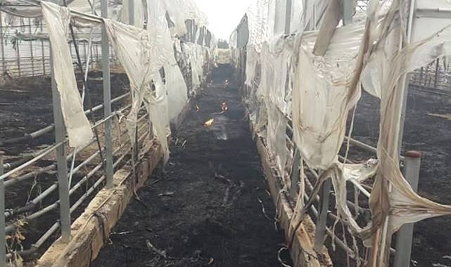 Viranşehir’de Seralar Yanarak Kül Oldu! 