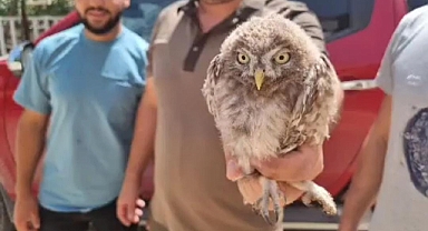 Yaralı Kukumav Kuşu Tedavi Altına Alındı