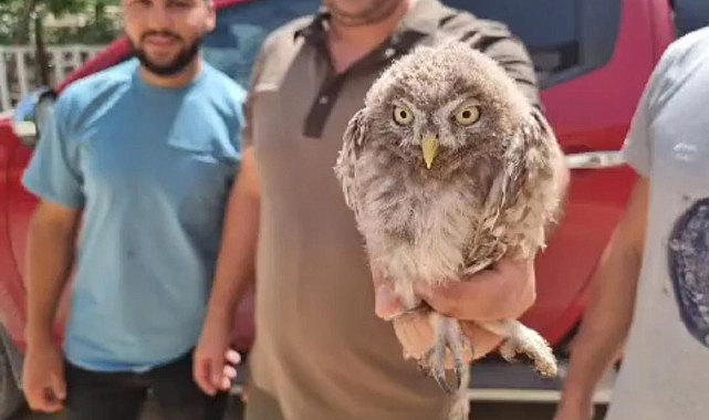 Yaralı Kukumav Kuşu Tedavi Altına Alındı