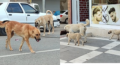 Başıboş sokak köpekleri düzenlemesine uymayan belediyelere 2 yıla kadar hapis var
