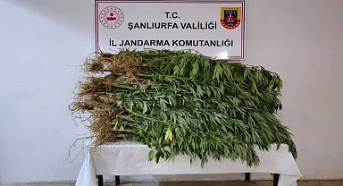 Evinin Bahçesini Kenevir Tarlasına Çeviren Şahıs Yakalandı! 