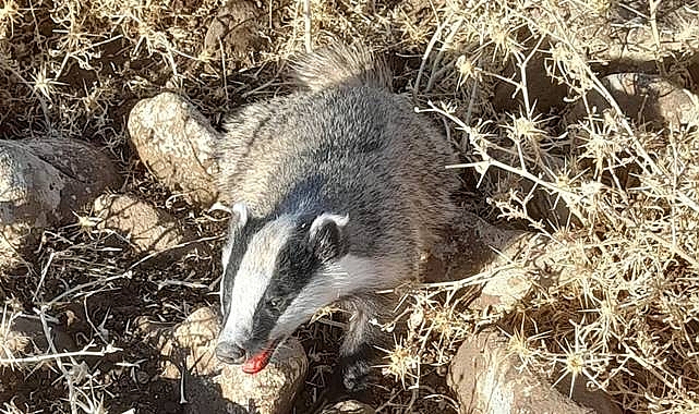 Gizemli Hayvan Urfa'da Görüldü