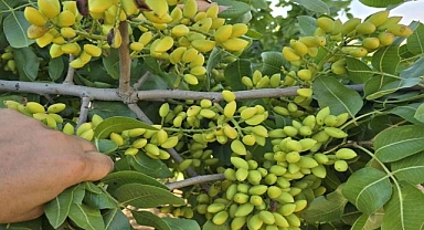 Şanlıurfa'da Fıstık Fiyatları Belli Oldu