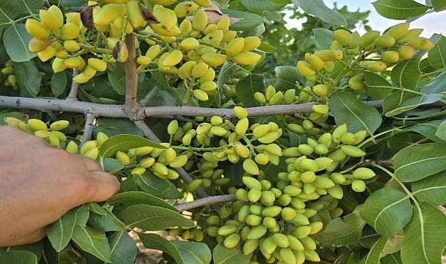 Şanlıurfa'da Fıstık Fiyatları Belli Oldu