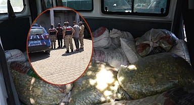 Şanlıurfa'da Fıstık Hırsızları Suçüstü Yakalandı! 