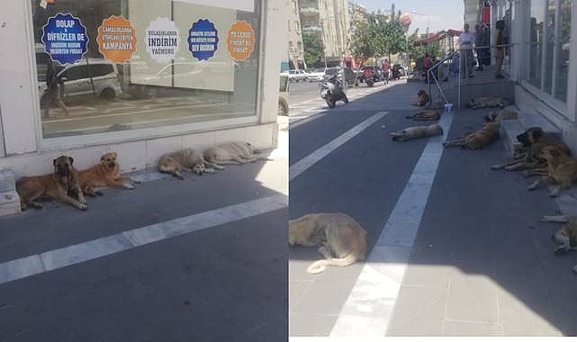 Şanlıurfa'da Sokak Köpekleri Caddeyi İstila Etti
