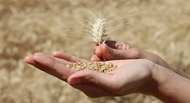 Şanlıurfa’da Ticaret Borsası’nda Buğday Ve Arpa Kaç TL’den Satıldı?