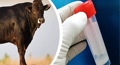 TİGEM’den Azerbaycan’a İkinci Sperma İhracatı