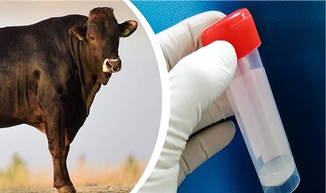 TİGEM’den Azerbaycan’a İkinci Sperma İhracatı