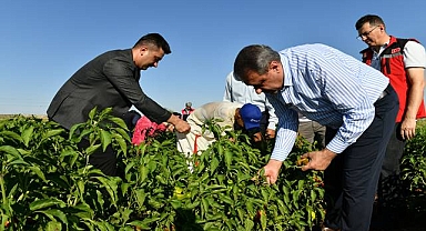 Vali Şıldak Biber Hasadına Katıldı