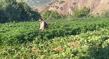 Zehir Tacirlerine Darbe! 40 Tutuklama