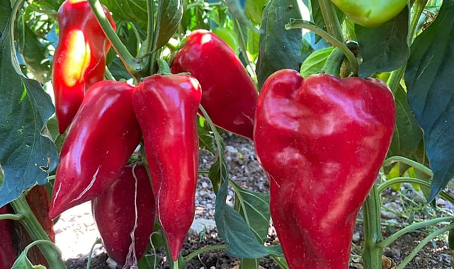 Akçakale'de İlk Kez Kapya Biber Yetiştirildi