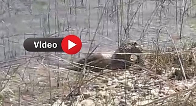 Hilvan’da Su Samuru Görüntülendi