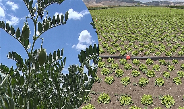 İki Yıldan Fazla Ekilmeyen Araziler Kiraya Verilecek