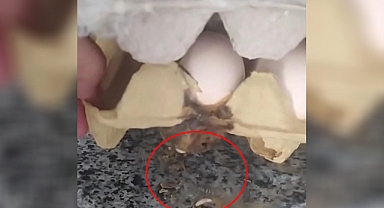 Şanlıurfa’da Mide Bulandıran Olay! 