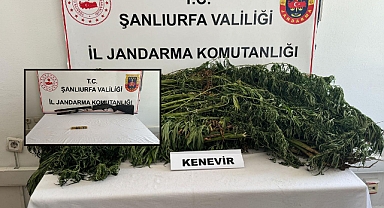 Şanlıurfa'da Saksılara Ekilmiş Halde Ele Geçirildi! 5 Gözaltı