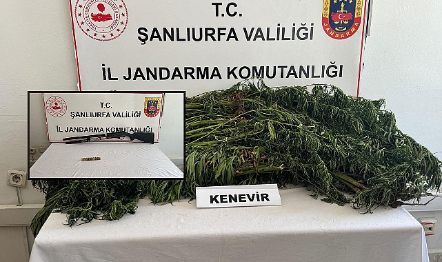 Şanlıurfa'da Saksılara Ekilmiş Halde Ele Geçirildi! 5 Gözaltı