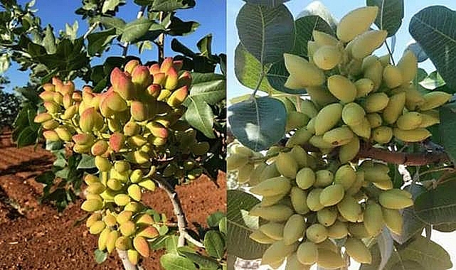 Su Altı Fıstık Fiyatı Ne Kadar? İşte Güncel Fiyatlar