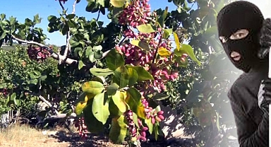 Taziyeyi Fırsat Bilen Hırsızlar, Fıstık Çaldı