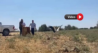 Tedavi Edilen 3 Leylek Doğal Yaşama Salındı 
