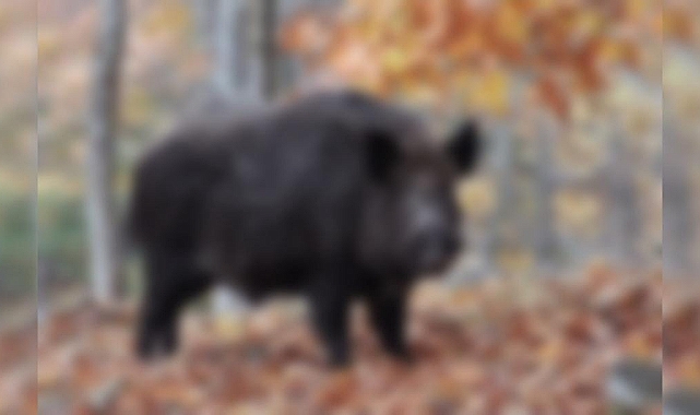 Urfa'da Bir Çiftçi Domuz Saldırısı Sonucu Ağır Yaralandı