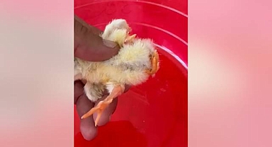 Urfa’da İlginç Olay! 4 Ayaklı Doğdu