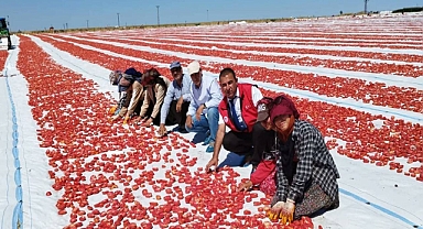 Urfa’da Kurutmalık Domates Üretimine Yoğun İlgi!