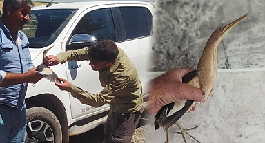 Urfa’da Nesli Tükenmekte Olan Balaban Kuşu Bulundu 