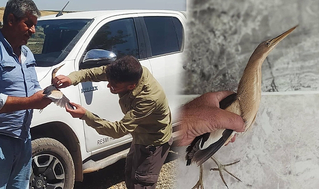 Urfa’da Nesli Tükenmekte Olan Balaban Kuşu Bulundu 