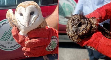 Urfa’da Peçeli Baykuş Ve Kulaklık Baykuşu Yaralı Halde Bulundu