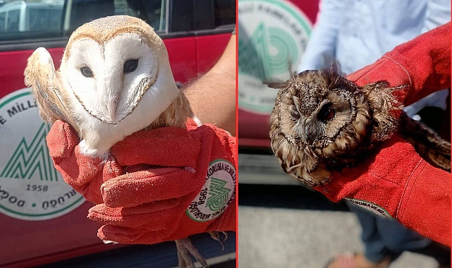 Urfa’da Peçeli Baykuş Ve Kulaklık Baykuşu Yaralı Halde Bulundu
