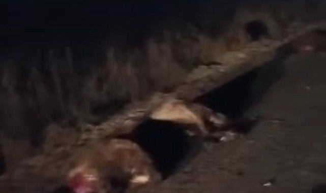 Hilvan'da Koyun Sürüsüne Araç Daldı