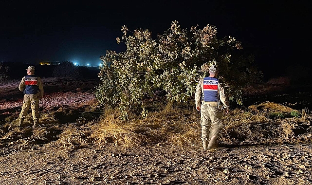 Şanlıurfa'da Fıstık Hırsızları Suçüstü Yakalandı! 