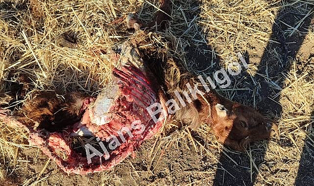 Şanlıurfa’da Kurt Saldırısı! Keçiyi 20 Dakikada Yediler