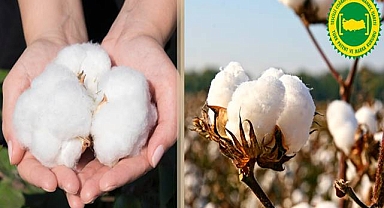 Söke Pamuğu AB'den Coğrafi İşaret Tescili Aldı