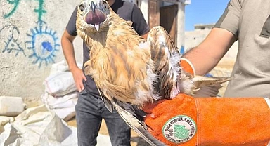 Urfa’da Bir Yaban Hayvanı Daha Emin Ellerde