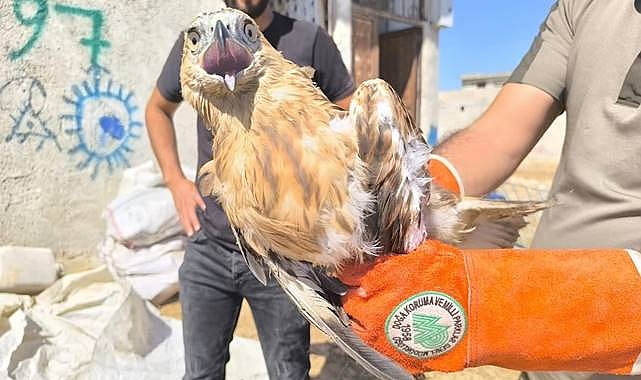 Urfa’da Bir Yaban Hayvanı Daha Emin Ellerde