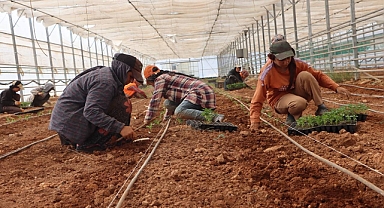 Urfa’da Domates Ve Biber Fideleri Toprakla Buluştu