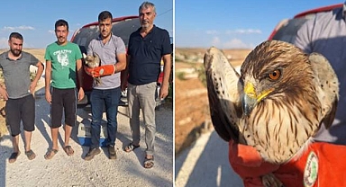 Urfa’da Küçük Kartal, Yaralı Halde Bulundu!