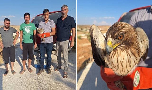 Urfa’da Küçük Kartal, Yaralı Halde Bulundu!