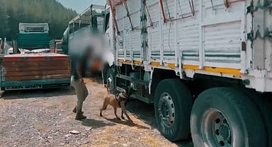 Urfa Dahil 42 İlde Dev Operasyon! 227 Gözaltı 