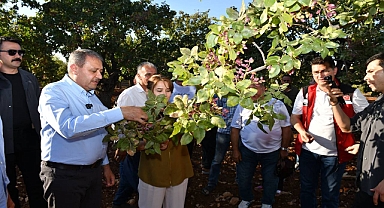 Vali Hasan Şıldak: Asırlık Fıstık Ağaçları Tescillenecek
