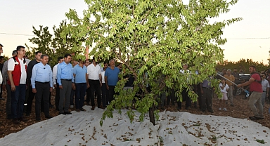 Vali Şıldak, Hilvan’da Badem Hasadına Katıldı 