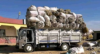 Şanlıurfa'da Yeni Sezon Pamuk Fiyatı Ne Kadar?